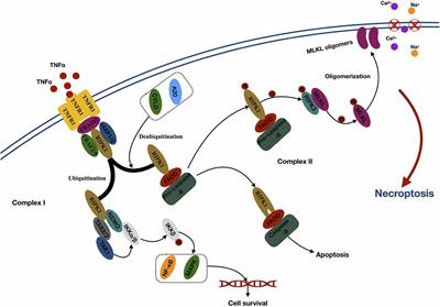 Programmed Cell Deaths and Potential Crosstalk With Blood–Brain Barrier Dysfunction After Hemorrhagic Stroke